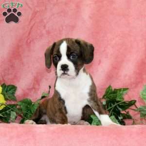 Indian Corn, Boston Terrier Mix Puppy
